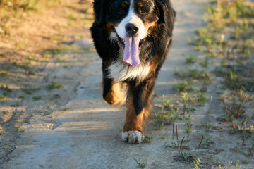 sennenhund runs on the road in nature