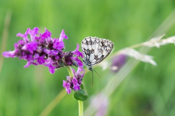 Buttefly on lavender flower. Slovakia