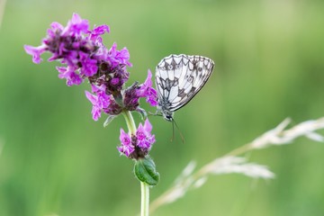 Buttefly on lavender flower. Slovakia
