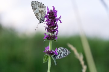Buttefly on lavender flower. Slovakia