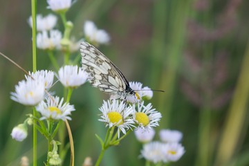 Butterfly on flower. Slovakia