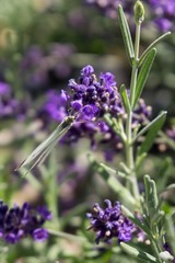 Buttefly on lavender flower. Slovakia