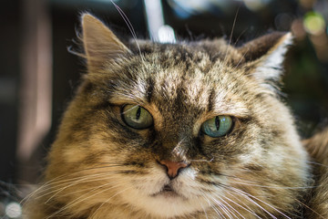 portrait of a cat close-up