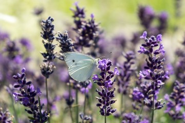 Buttefly on lavender flower. Slovakia