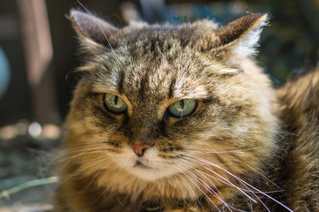 portrait of a cat close-up