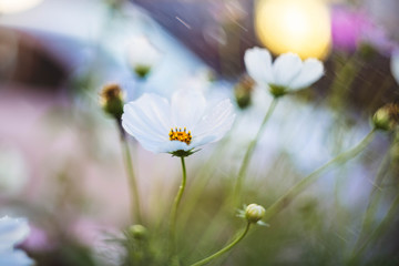 garden chamomile