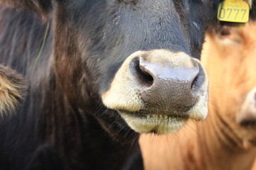 Icelandic bull