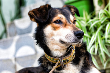 Cachorro de rua © Romildo