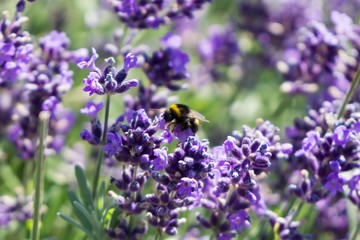 Bumblebee on lavender flower. Slovakia