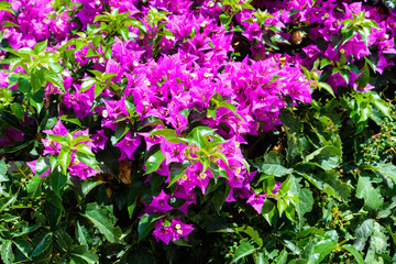 background purple flowers of bougainvillea grow together with vines of grapes