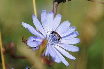 Obraz premium Honey bee on flower. Slovakia