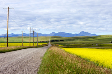 Canola Field Country Road Alberta