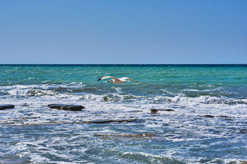 Fototapeta premium Flying seagull on the a turquoise water background. Beautiful seascape with a noisy foaming waves and rock coast. Sea surf during high tide. Seaside wave with foam. Background of nature.