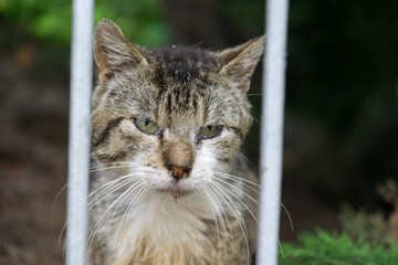 Cat in the garden. Slovakia