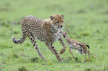 Cheeta, hunting Thomson gazelle, Masai Mara, Kenya