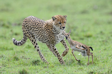 Cheeta, hunting Thomson gazelle, Masai Mara, Kenya