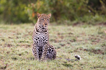 Fototapeta premium Leopard (Panthera pardus) with blue eyes, sitting, Masai Mara, Kenya