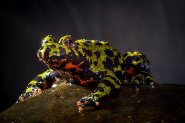 Fire Bellied Toad