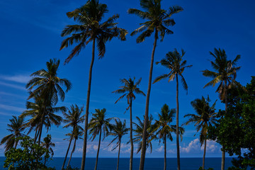 Fototapeta na wymiar Coconut palm and beautiful tropical beach. Tall palm trees in a row at untouched tropical beach. Palm trees against blue sky at tropical coast. Travel, summer and vacation concept. Beauty world.