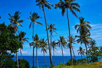 Naklejka na ściany i meble Coconut palm and beautiful tropical beach. Tall palm trees in a row at untouched tropical beach. Palm trees against blue sky at tropical coast. Travel, summer and vacation concept. Beauty world.