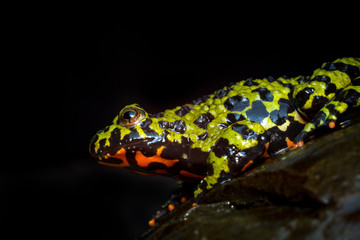 Fire Bellied Toad