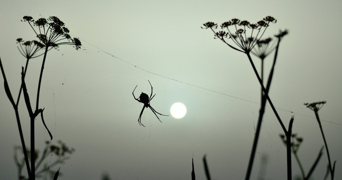Backlit argiope spider at sunrise, on the cobweb amidst the plants