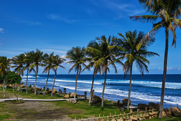 Fototapeta na wymiar Coastline with lush coconut trees on the beautiful island. Tropical shore, landscape. Row of palm trees along the sea shore. Summer tourism, vacation and holiday concept. Blue sea water and blue sky.