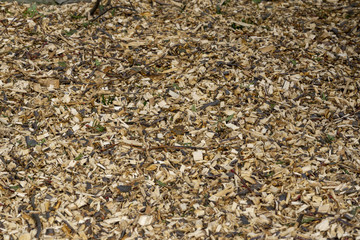 Bark wood chips background.