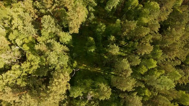 Drone flying forward above beautiful green forest. Aerial vertical shot
