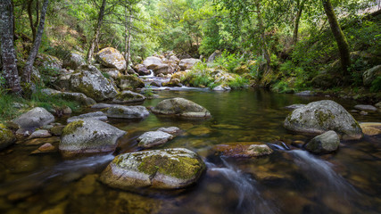 Rio con piedras entre bosque de ribera