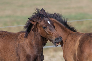 Fototapeta premium Fohlen mit offenem Maul beim Spiel