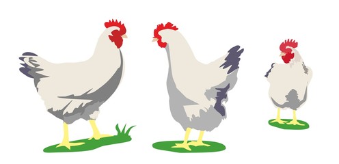 Chicken. Vector flat illustration isolated on white