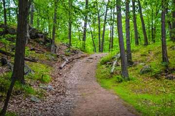 The way through the woods