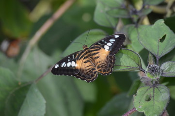 Butterfly in the garden