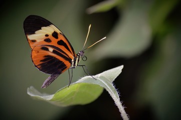 Butterfly in the garden