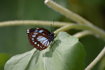 Butterfly in the garden