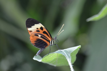Butterfly in the garden