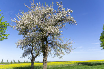 Trees in bloom, rape field in the foreground