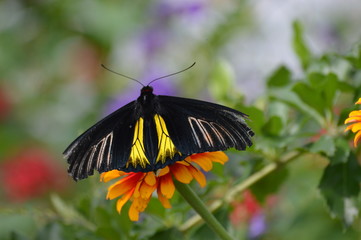 Butterfly in the garden