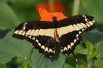 Butterfly in the garden