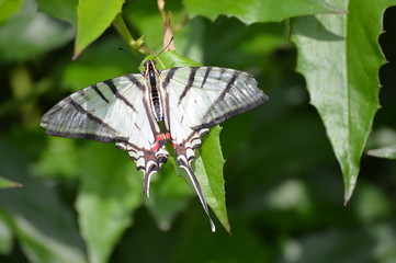Butterfly in the garden
