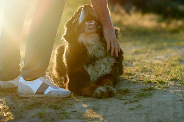 sennenhund dog Outdoors. in the setting sun the owner strokes the tired dog