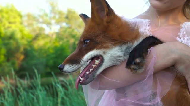 A girl is holding her fox in her arms. The foxes is licked