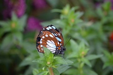 Butterfly in the garden