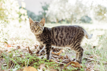 Domestic pregnant cat is looking at the camera while playing in the garden
