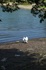 Cygne au bord du lac
