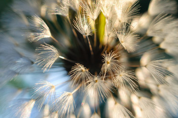 Dandelion close-up. Wallpaper