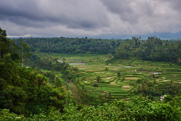 Fototapeta na wymiar Landscape, terraced rice field surrounded by tropical forest. Plantation, farm. An organic asian farm and agriculture. Lush green fields of the countryside. Nature and landscape.