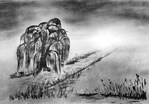 Zeichnung Trauerweide 