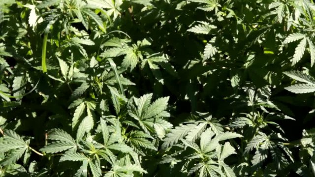 Indian hemp, marijuana (Cannabis sativa subsp. indica) narcotic plant grows as weed (young spring) throughout foothills of Himalayas and plains, in village Kasol as drug distribution center
